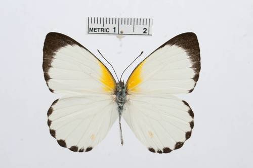 Woodland Albatross White