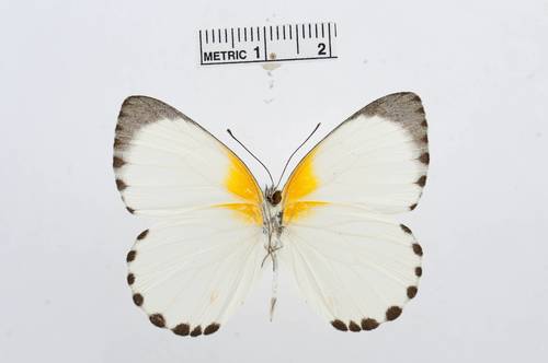 Woodland Albatross White