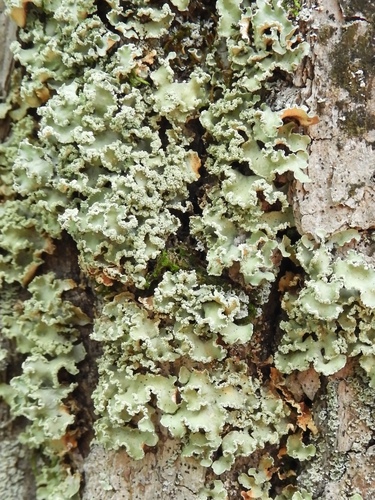 Yellow Ribbon Lichen
