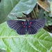 White-rayed Metalmark - Photo (c) aldoalfaro, some rights reserved (CC BY-NC)