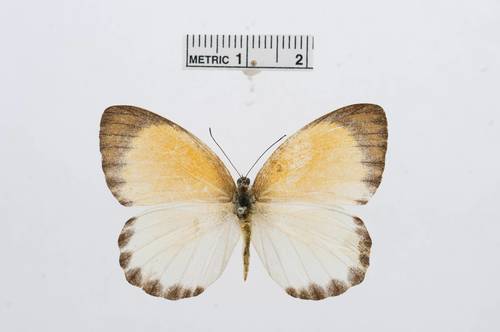 Woodland Albatross White