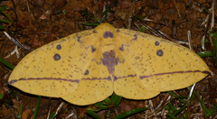 Eacles imperialis cacicus