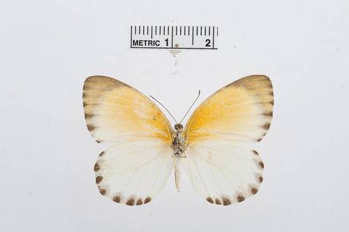 Woodland Albatross White