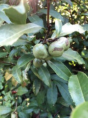 Camellia sinensis