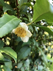 Camellia sinensis