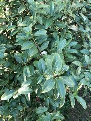 Camellia sinensis