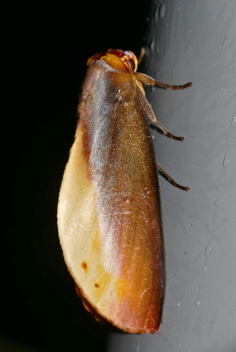 Drastoma dardania