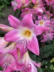 Amaryllis belladonna