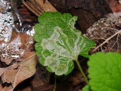 Amauromyza labiatarum