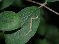 Aulagromyza hendeliana