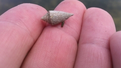 Conasprella stearnsii