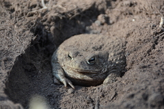 Anaxyrus compactilis