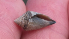 Conasprella stearnsii