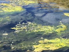 Ranunculus confervoides