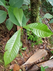 Pouteria bulliformis image