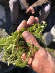 Ranunculus confervoides