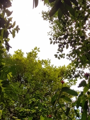 Pouteria bulliformis