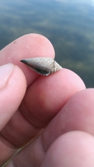 Conasprella stearnsii