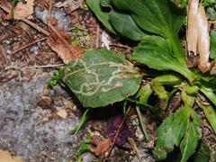 Phytomyza griffithsi