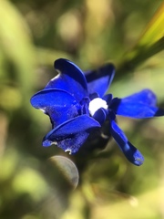 Gentiana bavarica