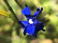 Gentiana bavarica