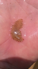 Prostheceraeus crozieri