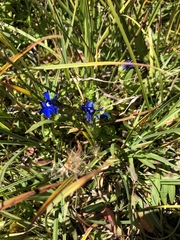Gentiana bavarica