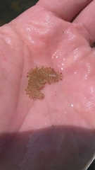 Prostheceraeus crozieri