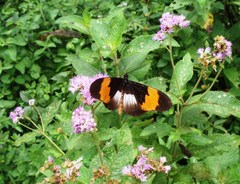 Acraea poggei