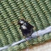 Halticus apterus - Photo (c) Denis Doucet, some rights reserved (CC BY-NC), uploaded by Denis Doucet