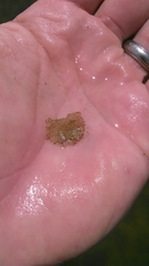 Prostheceraeus crozieri