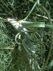 Tillandsia intermedia