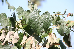 Vitis girdiana