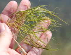 Stuckenia pectinata