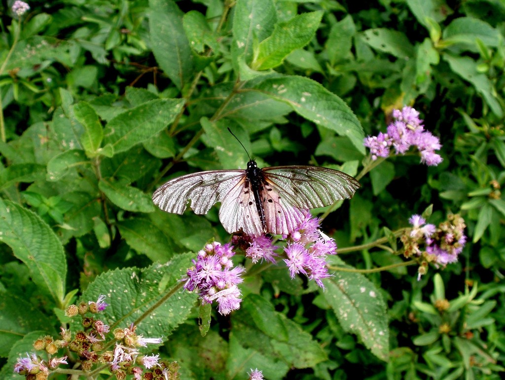 Scarce Treetop Acraea (Arthropods of DRC) · iNaturalist