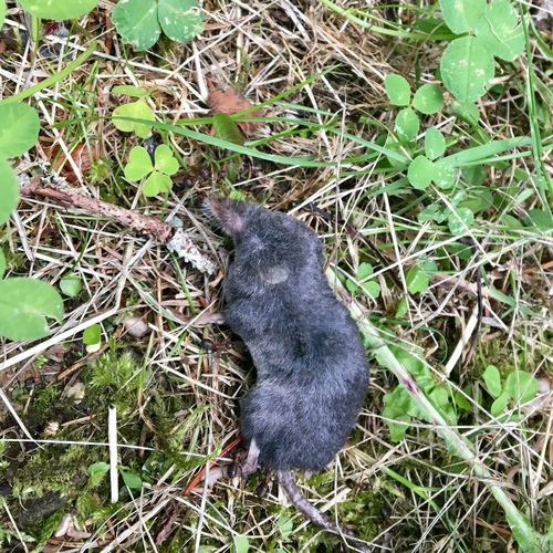 Alpine Shrew, photo 4 of 7