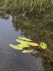 Potamogeton amplifolius