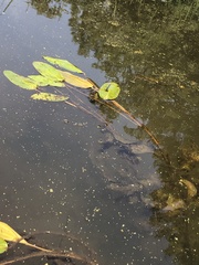 Potamogeton amplifolius