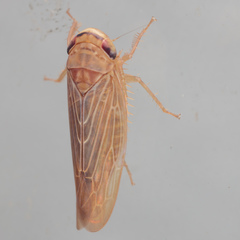 Chlorotettix necopinus