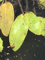 Potamogeton amplifolius