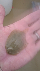 Trinectes maculatus