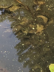 Potamogeton amplifolius