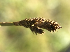Carex lachenalii