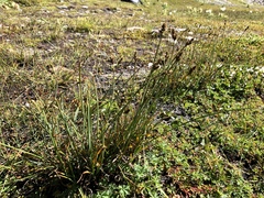 Carex lachenalii