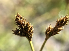 Carex lachenalii