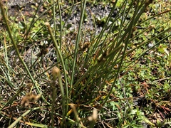 Carex lachenalii