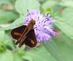 Oriens concinna
