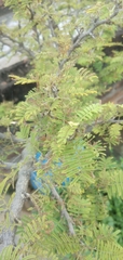 Prosopis cineraria