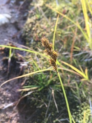 Carex leporina