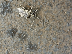 Image of Ancylonotus tribulus